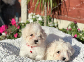 Maltese