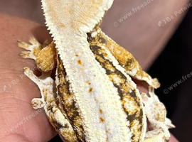 Tri coloured lily white female created gecko