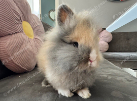 Double mane fluffy lion head