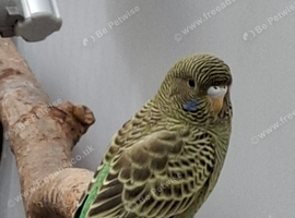 Black face baby budgie
