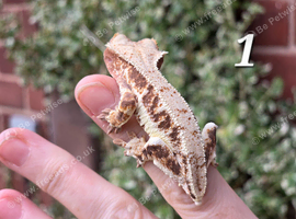 Crested geckos