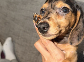 Miniature dachshund