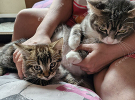 1 cute male tabby kitten