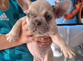 French bulldog pups (kc reg )