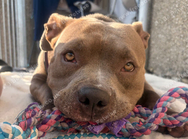Ready for her forever home