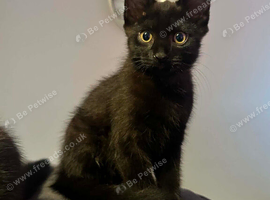 2 left girls British short hair cross kittens