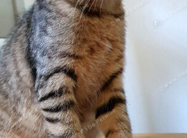 AVAILABLE NOW Pure breed Scottish fold tabby gold  boy