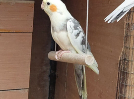 Beautiful pied baby ready now