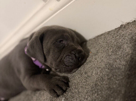 Cane corso pups