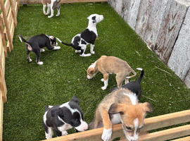 Lurcher pups for sale