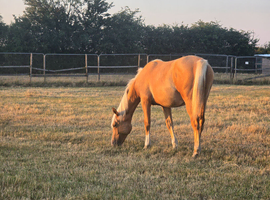 Absolutely stunning palamino colt