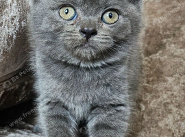 3 pedigree British blue shorthairs kittens