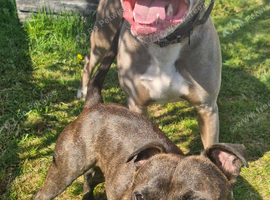 Roctet staffie