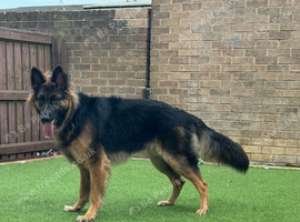 11 month old male