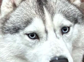 KC registered female Siberian husky