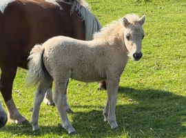 Miniature Shetland filly