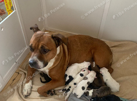 10 lovey puppies looking for there loveing homes