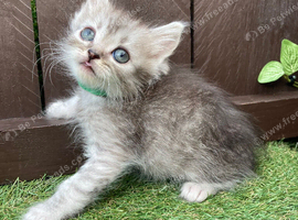 MAIINE COON X SIBERIAN FOREST CAT