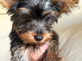 Male and female Yorkshire terrier pups