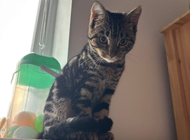Beautiful tabby mix