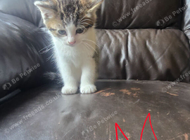 6 kittens for sale