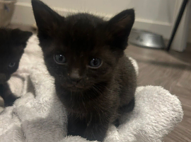 &pound;400 1f3female black smoke savanna with markings