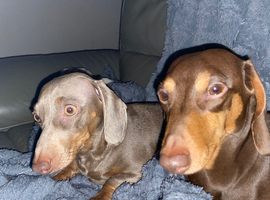 Mini dachshund