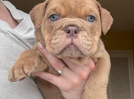 Female English bulldog puppies