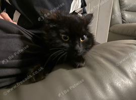 Fluffy black cat