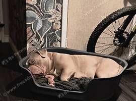 Male Pocket bully for rehoming
