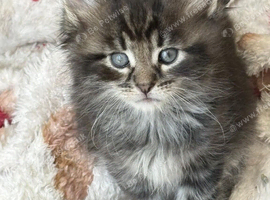 Siberian x Maine coon
