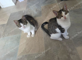 2 Femal kittens for sale must go to a loving home.