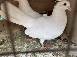 Free fantails