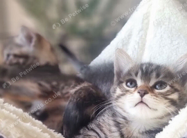 Mainecoon x bengal kittens