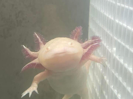 2 Axolotl's