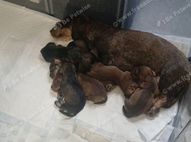 Dachshund puppies