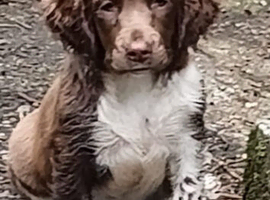 Castlegal spaniels