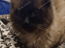 Ragdol seal point cat