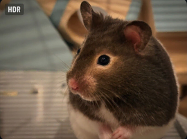 Male Syrian Hamster For Sale