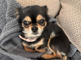 Chihuahua for rehoming