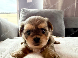 4 Gorgeous Shih Tzu boys available