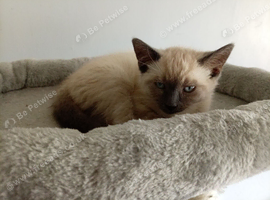 kitten