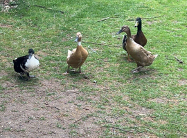 duck family of 4