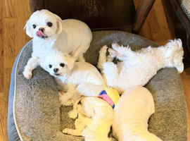 Adorable Maltese pups 1 boy 2 girls