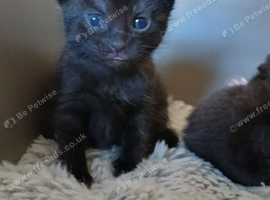 Black fluffy Tortoise shell female kitten