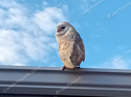 Barn owl forsale 150