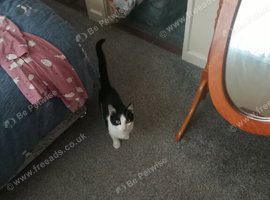 1 year old cat for sale