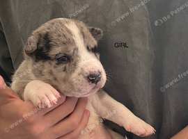 Staff cross Alaskan malamute puppies