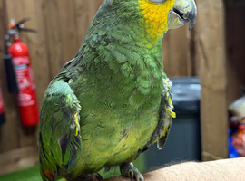 Orange wined amazon