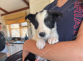 The cutest collie puppy's